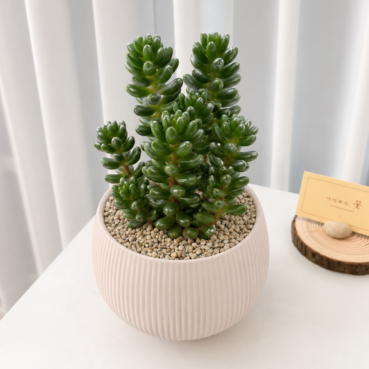 Bonsai Sedum Furfuraceum Moran 2 inch for sale, collectible Sedum variety, architectural succulent foliage, exotic succulent for collectors, nursery grown succulent plant, thick leaf ornamental succulent, succulent for container gardens and bonsai displays