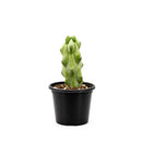 Boobie Cactus, 4 inch Boobie Cactus, 4 inch cactus for sale, shop cactus online, plant shops in ca, rare cactus