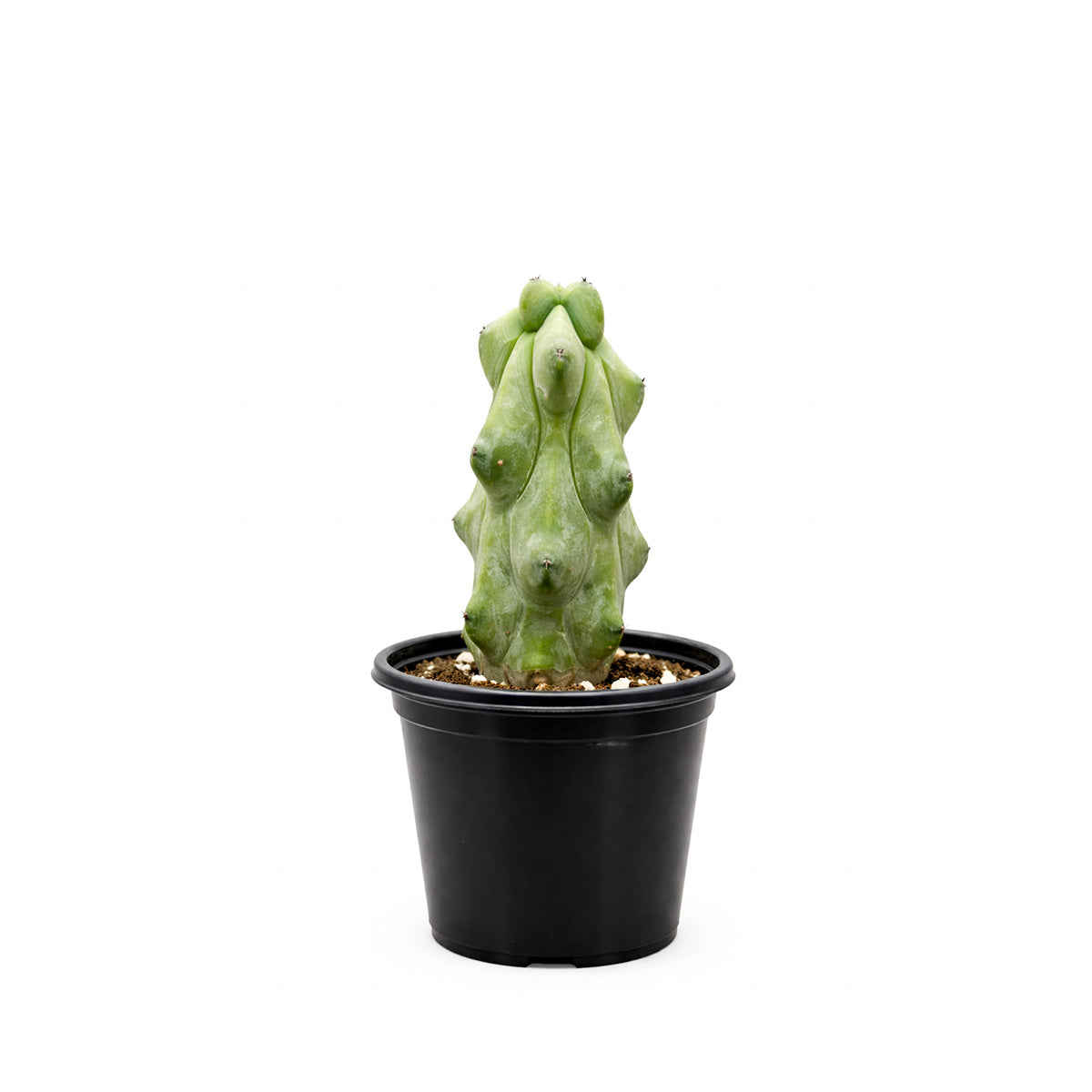 Boobie Cactus, 4 inch Boobie Cactus, 4 inch cactus for sale, shop cactus online, plant shops in ca, rare cactus