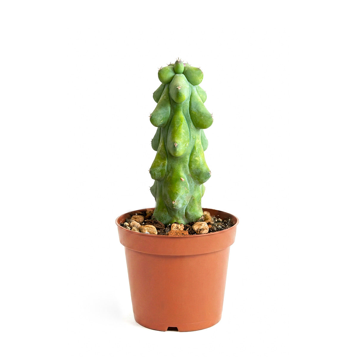 succulent breast Boobie Cactus - Unique, Rare Catus, Indoor Plants For Sale in CA
