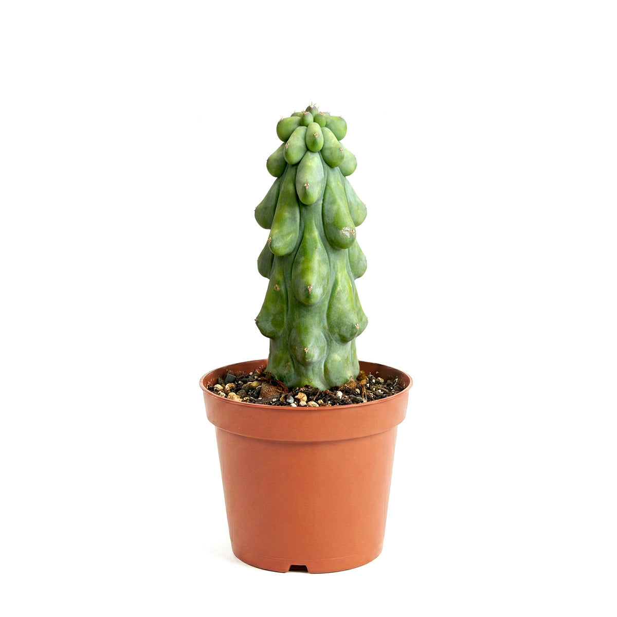 boobie succulent Boobie Cactus