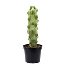 Boobie Cactus, 4 inch Boobie Cactus, 4 inch cactus for sale, shop cactus online, plant shops in ca, rare cactus