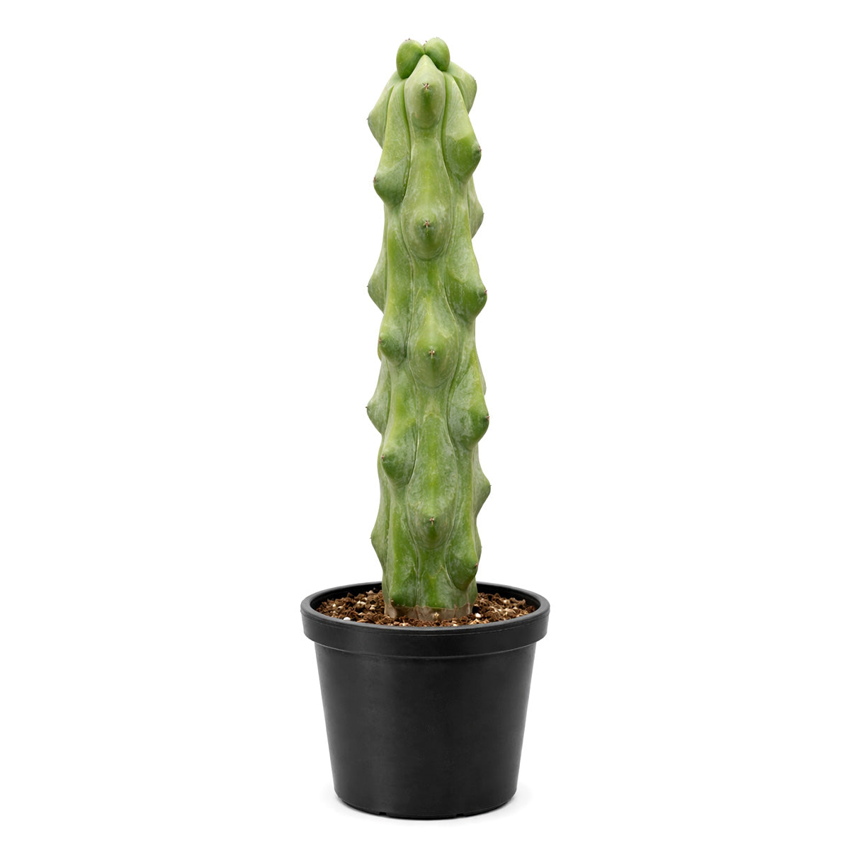 Boobie Cactus, 4 inch Boobie Cactus, 4 inch cactus for sale, shop cactus online, plant shops in ca, rare cactus