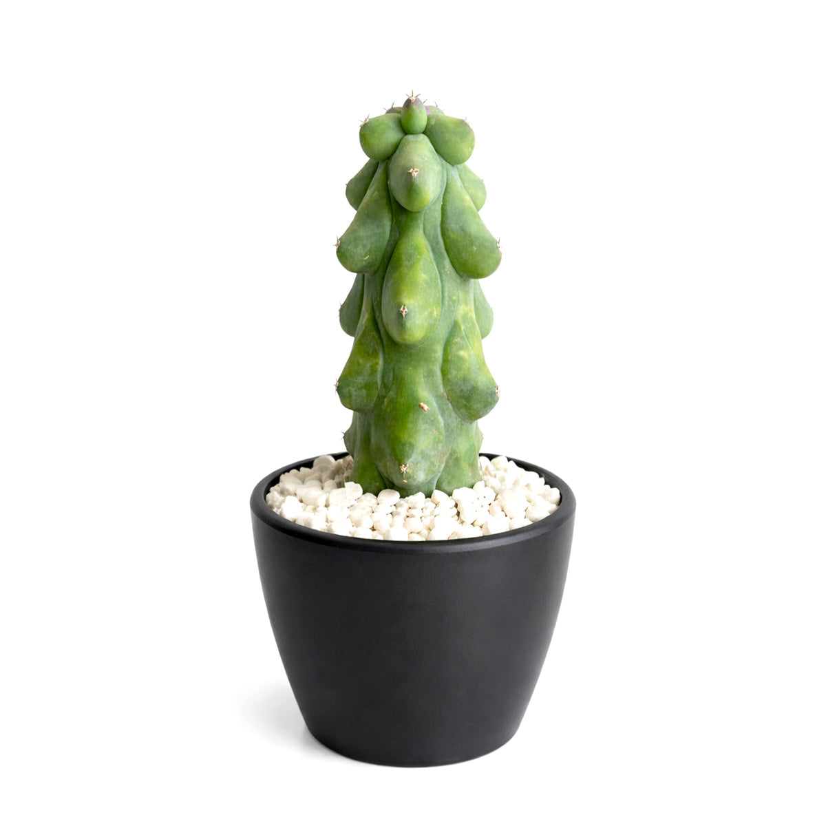 Boobie Cactus, 4 inch Boobie Cactus, 4 inch cactus for sale, shop cactus online, plant shops in ca, rare cactus