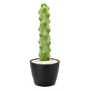 Boobie Cactus, 4 inch Boobie Cactus, 4 inch cactus for sale, shop cactus online, plant shops in ca, rare cactus