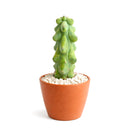 Boobie Cactus, 4 inch Boobie Cactus, 4 inch cactus for sale, shop cactus online, plant shops in ca, rare cactus