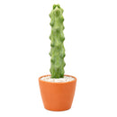 Boobie Cactus, 4 inch Boobie Cactus, 4 inch cactus for sale, shop cactus online, plant shops in ca, rare cactus