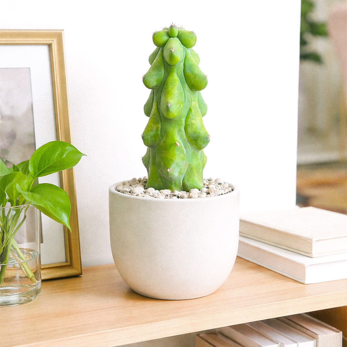 Boobie Cactus, 4 inch Boobie Cactus, 4 inch cactus for sale, shop cactus online, plant shops in ca, rare cactus