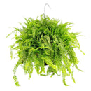 Jester's Crown Fern, Nephrolepis exaltata, ruffled Boston Fern, curly Boston Fern, compact Boston Fern, textured foliage plant, unique houseplant, hanging basket fern, indoor plant decor, elegant houseplant