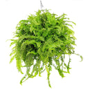 Jester's Crown Fern, Nephrolepis exaltata, ruffled Boston Fern, curly Boston Fern, compact Boston Fern, textured foliage plant, unique houseplant, hanging basket fern, indoor plant decor, elegant houseplant