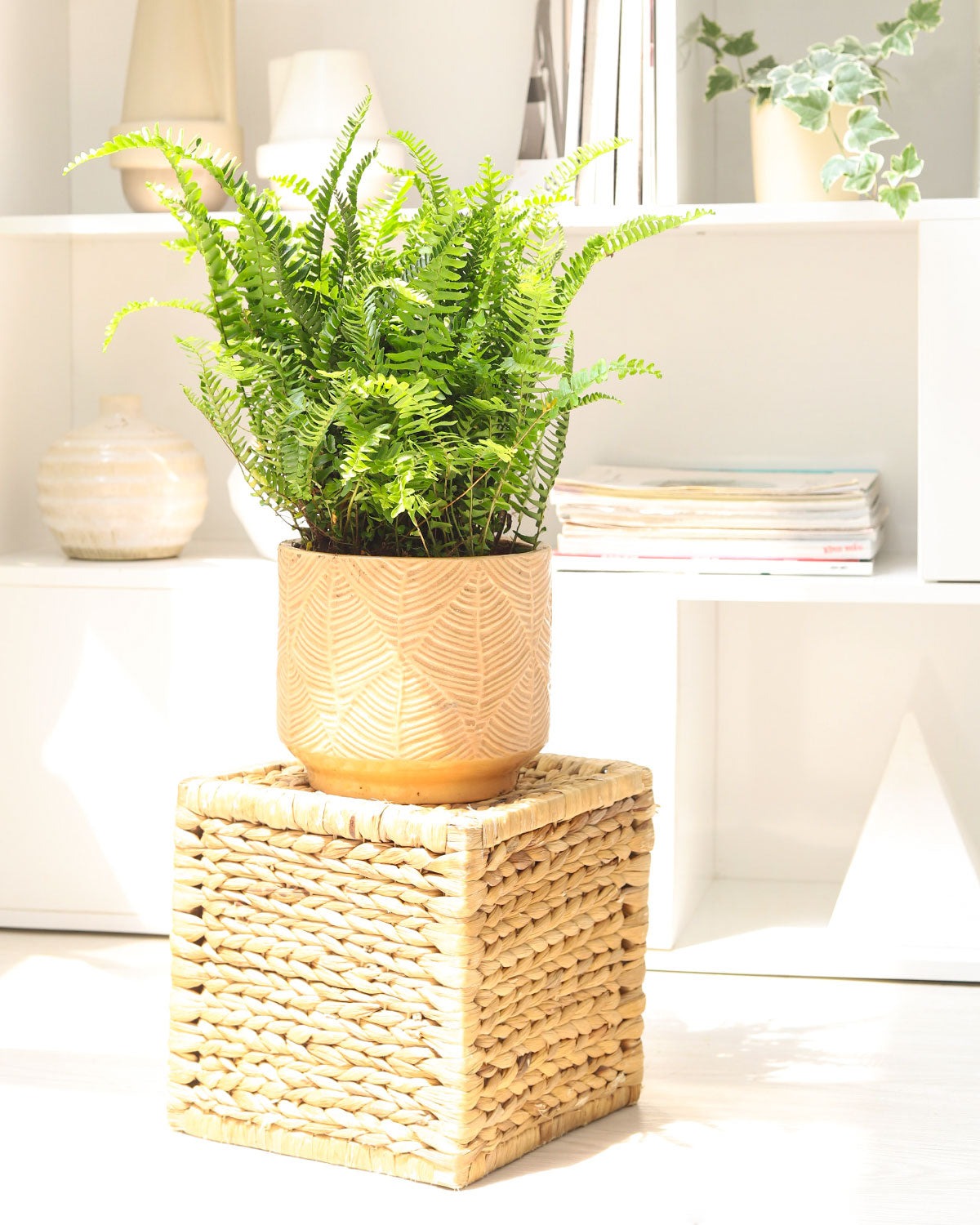 4 inch Boston Fern, small fern plant, 4" purifying plant, 6 inch fern pot, 6" air purifier plant, low light houseplant, easy care fern, low maintenance fern, humidity loving plant, best bathroom plant