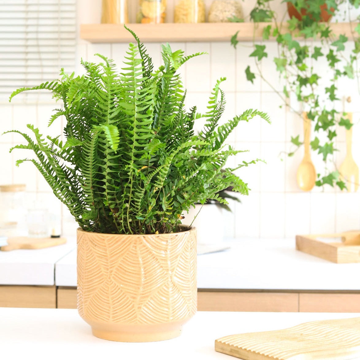 Jester's Crown Fern Plant for sale, Buy potted Boston Fern 6 inch, Easy Care &amp; Unique Foliage, Air purifying Houseplants for Home Office, Live Indoor plant gift