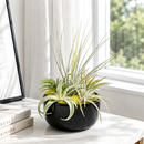 Large assembled air plant bowl garden for sale online, Pre-assembled air plant gift for weddings and special events, Low maintenance modern tabletop plant garden, Large Tillandsia dish garden for bright indoor spaces