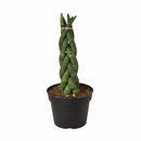 4 inch Braided Snake Plant, Low-maintenance houseplant, Indoor décor plant, drought-tolerant houseplants