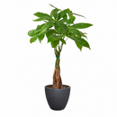 4 inch Braided Pachira Stump Money Tree in black ceramic pot, buy Braided Pachira Stump Money Tree online, Braided Pachira Stump Money Tree for sale