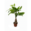 4 inch Braided Pachira Stump Money Tree in black ceramic pot, buy Braided Pachira Stump Money Tree online, Braided Pachira Stump Money Tree for sale