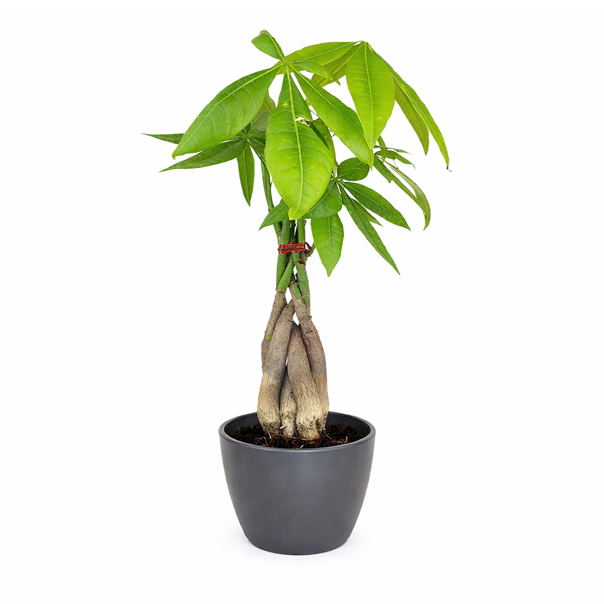 money tree plant online Braided Pachira Stump Money Tree