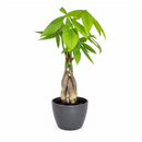 pachira money tree, money tree near me, braided money tree, money tree light requirements, best place to buy indoor plants online