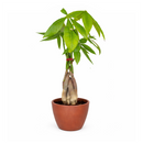 pachira money tree, money tree near me, braided money tree, money tree light requirements, best place to buy indoor plants online