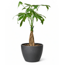 pachira money tree, money tree near me, braided money tree, money tree light requirements, best place to buy indoor plants online