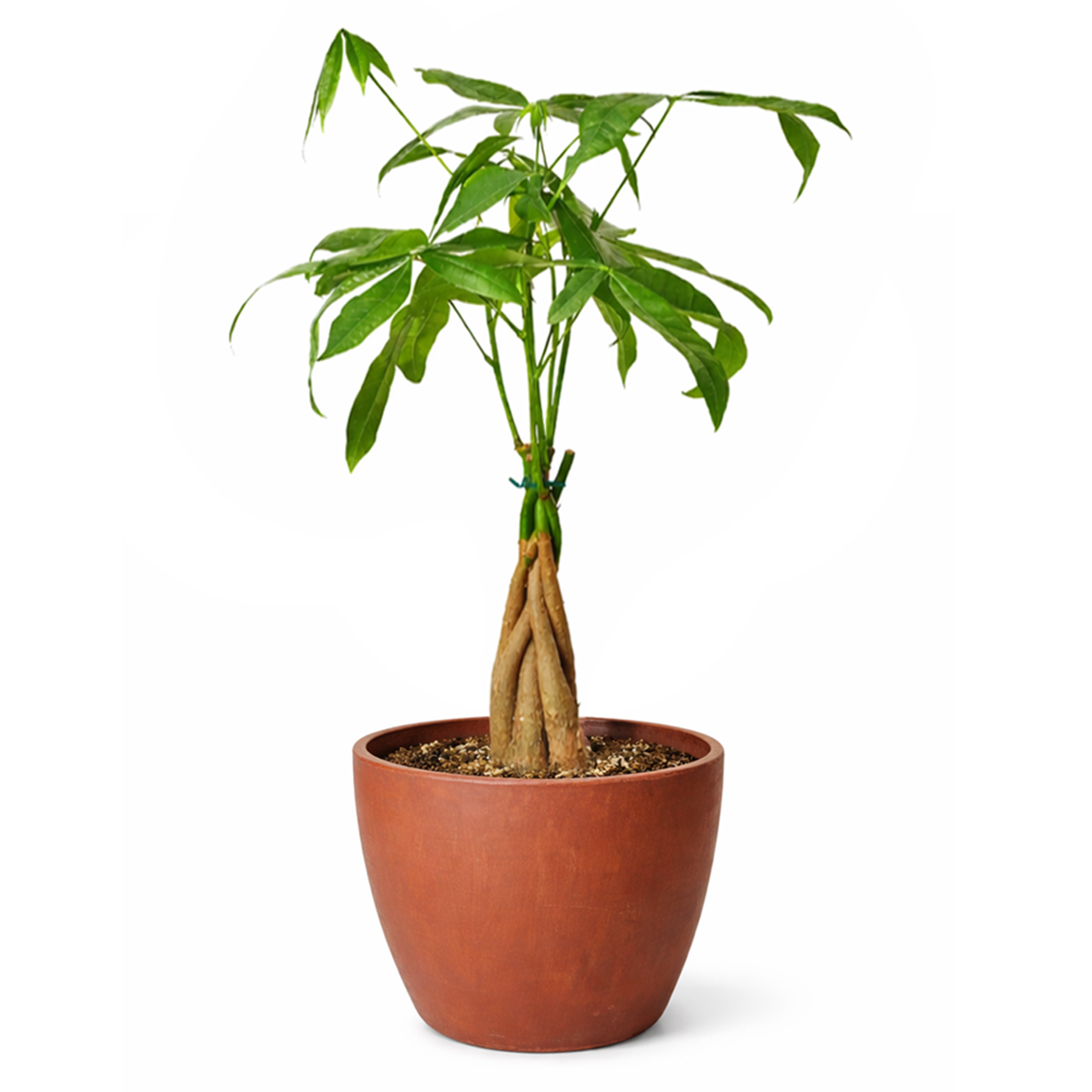pachira money tree, money tree near me, braided money tree, money tree light requirements, best place to buy indoor plants online