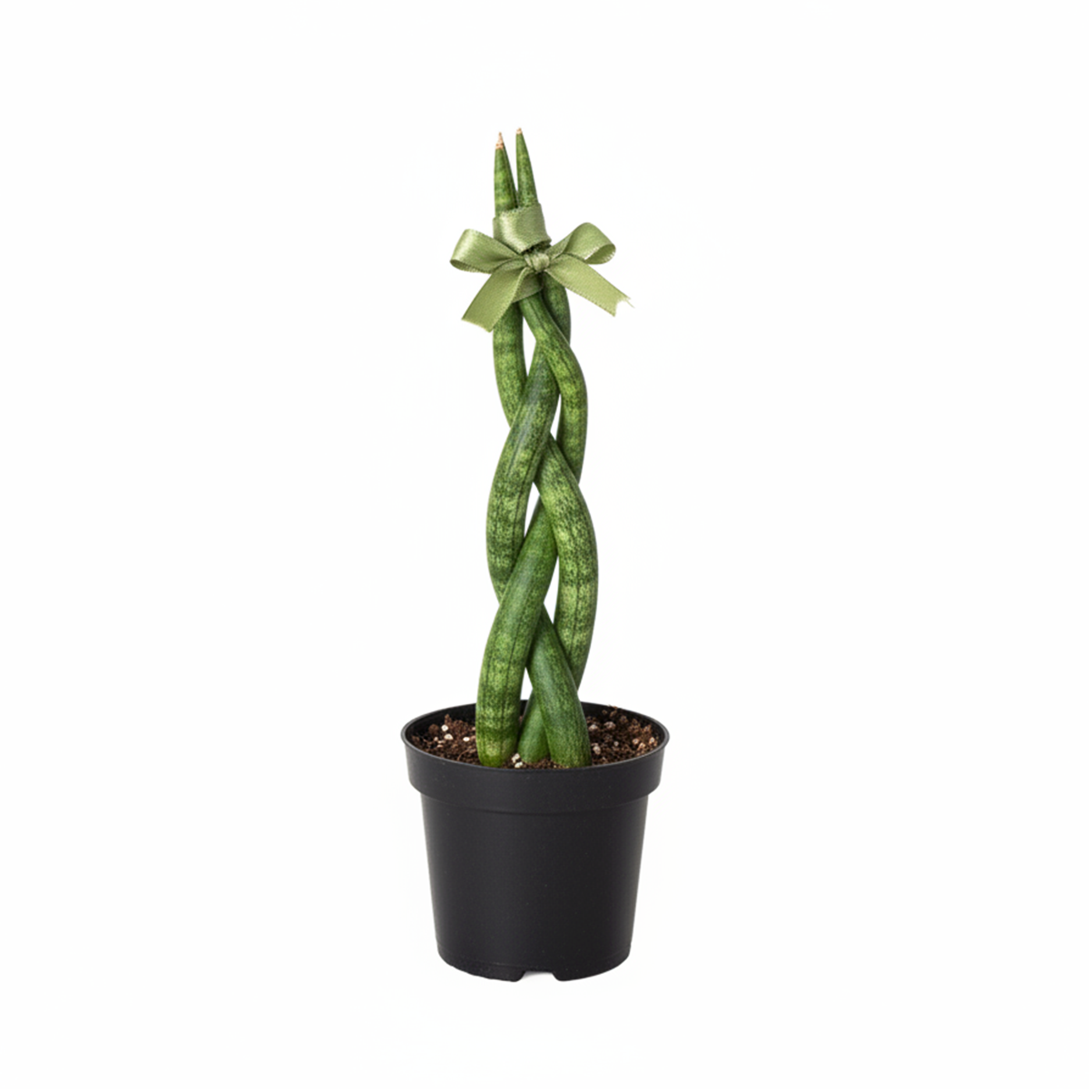 4 inch Braided Snake Plant, Low-maintenance houseplant, Indoor décor plant, drought-tolerant houseplants