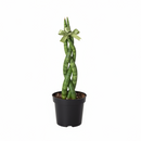 4 inch Braided Snake Plant, Low-maintenance houseplant, Indoor décor plant, drought-tolerant houseplants