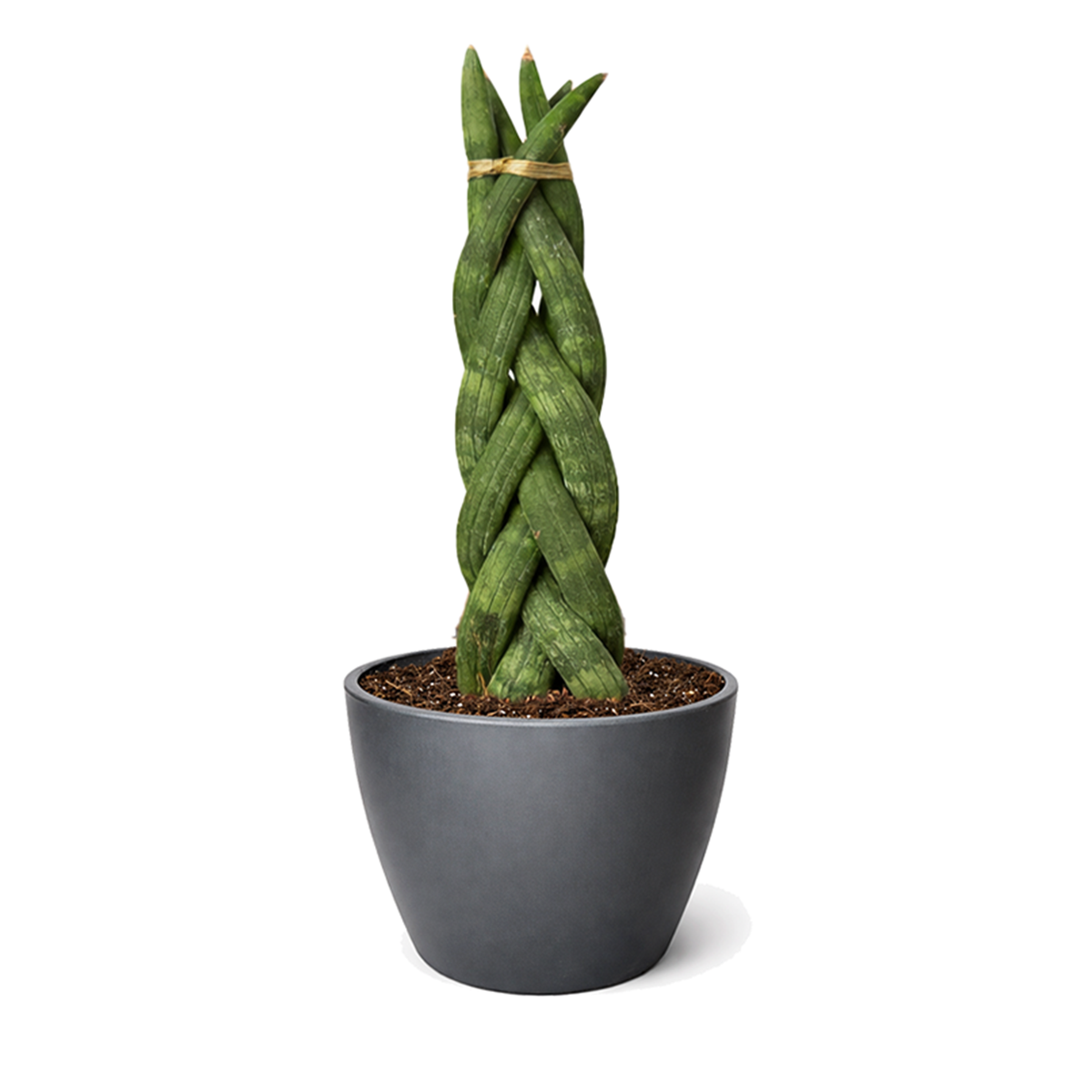 4 inch snake plant Braided Snake Plant - Air-purifying, Hardy, Drought-tolerant Plants