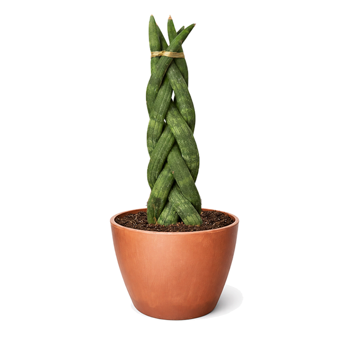 4 inch Braided Snake Plant, Low-maintenance houseplant, Indoor décor plant, drought-tolerant houseplants