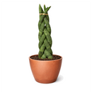 4 inch Braided Snake Plant, Low-maintenance houseplant, Indoor décor plant, drought-tolerant houseplants