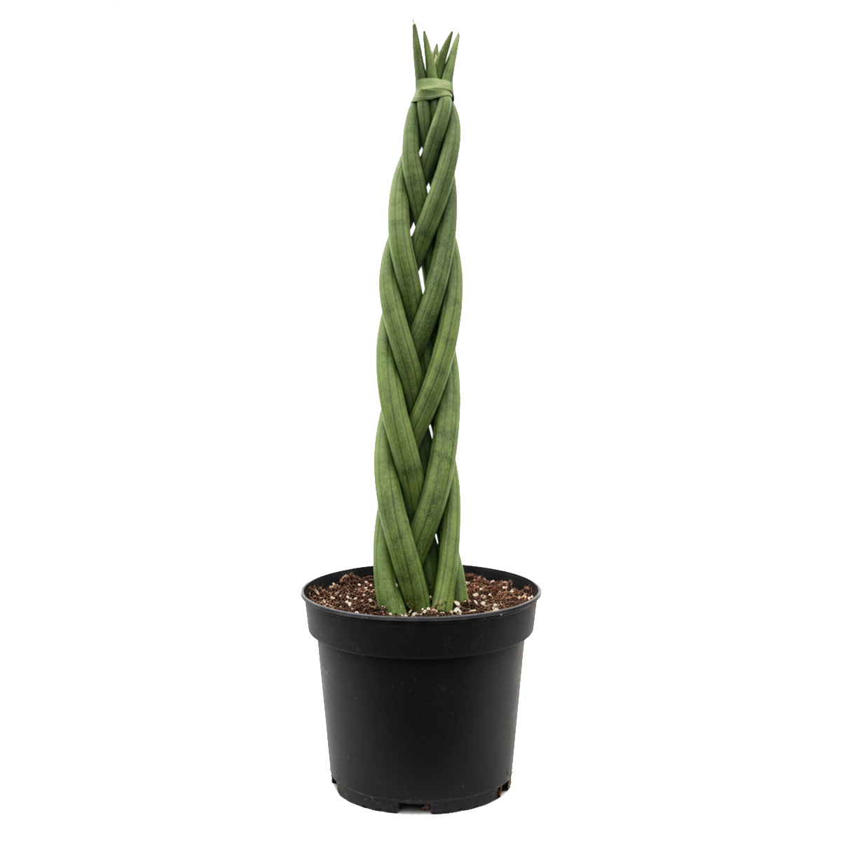 4 inch Braided Snake Plant, Low-maintenance houseplant, Indoor décor plant, drought-tolerant houseplants
