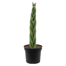4 inch Braided Snake Plant, Low-maintenance houseplant, Indoor décor plant, drought-tolerant houseplants