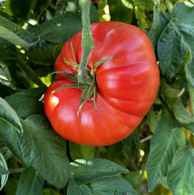 succulent tomatoes Heirloom Tomato Brandywine – Grow Juicy, Flavorful Tomatoes