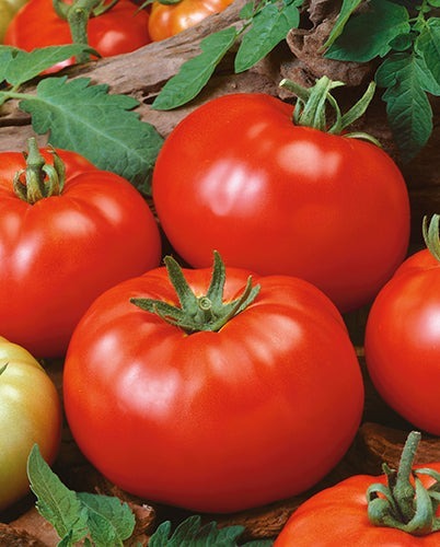 tomato plant nursery near me, tomato plant nursery near me, best place to buy tomato plants near me