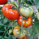 tomato plant nursery near me, tomato plant nursery near me, best place to buy tomato plants near me