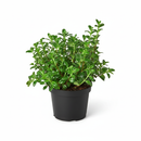 Brazilian Firecracker vine, Buy Candy Corn Plant in a 4-inch plastic pot, Goldfish Plant, Guppy Plant, Pet-safe indoor plants