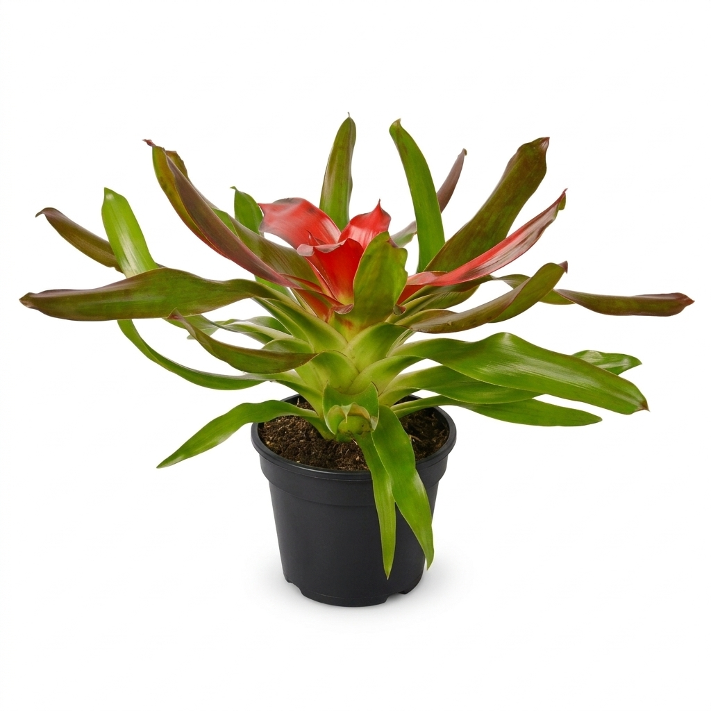 Buy live Neoregelia Medusa 4in / 6in plant online, Pet-friendly tropical indoor plants for sale, Best air-purifying plants for humid bathrooms