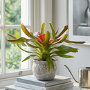 Buy live Neoregelia Medusa 4in / 6in plant online, Pet-friendly tropical indoor plants for sale, Best air-purifying plants for humid bathrooms