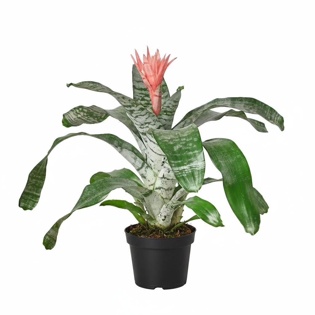 6 inch Bromeliad &#39;Silver Vase&#39;, buy live plants online, plant shops near me, Bromeliad &#39;Silver Vase&#39; for sale, plant lovers gifts