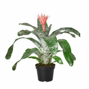 6 inch Bromeliad &#39;Silver Vase&#39;, buy live plants online, plant shops near me, Bromeliad &#39;Silver Vase&#39; for sale, plant lovers gifts