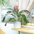6 inch Bromeliad 'Silver Vase', buy live plants online, plant shops near me, Bromeliad 'Silver Vase' for sale, plant lovers gifts