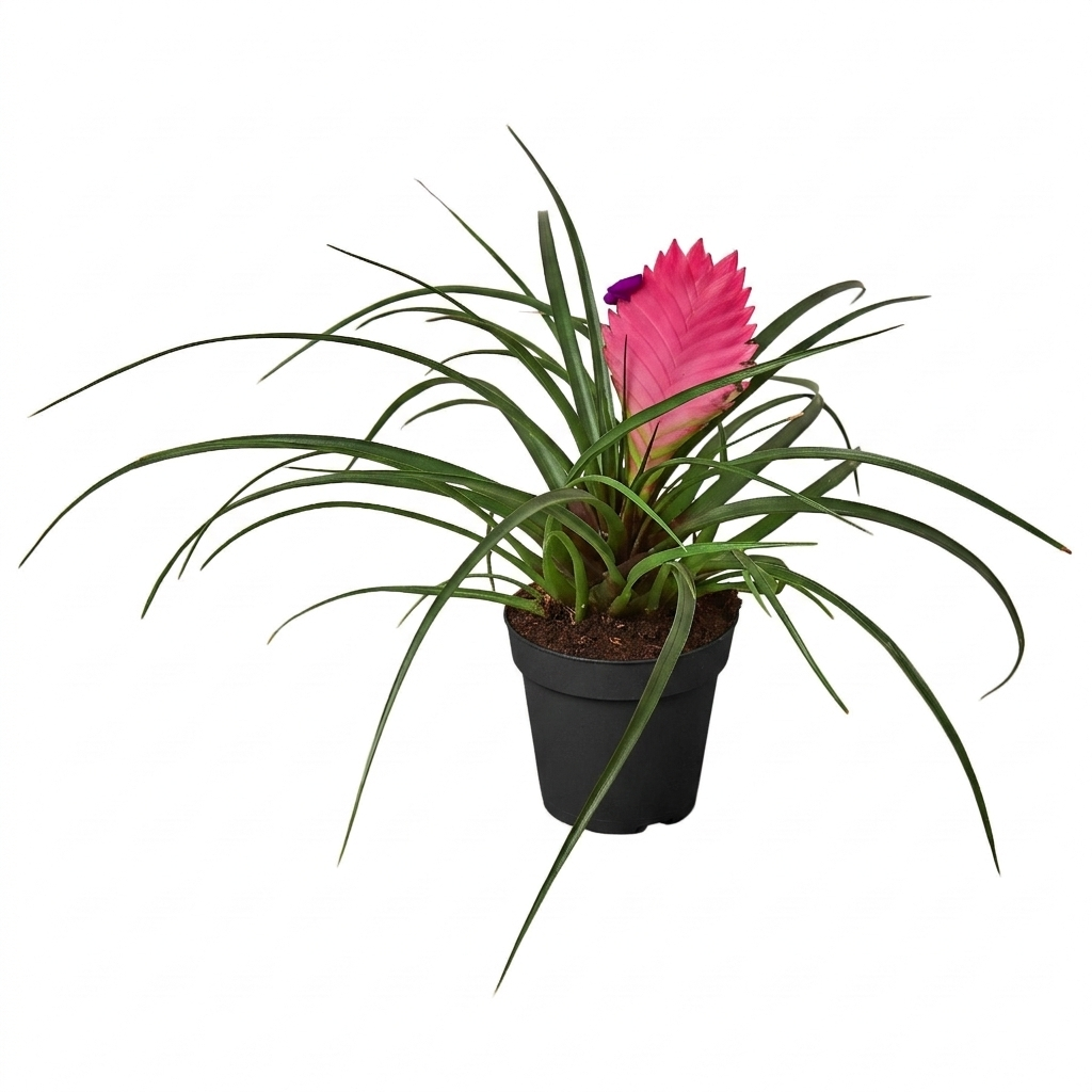 Wallisia Cyanea Pink Quill live plant 4in Grower Pot for Sale Online, Buy Bromeliad Tillandsia Cyanea plant for home office decor, Indoor plants with pink flowers, Easy maintenance Bromeliad houseplant