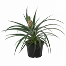 Bromeliad 'Yellow Pineapple', 6 inch houseplants, decorative live plants, buy live plants online, Bromeliad 'Yellow Pineapple' for sale