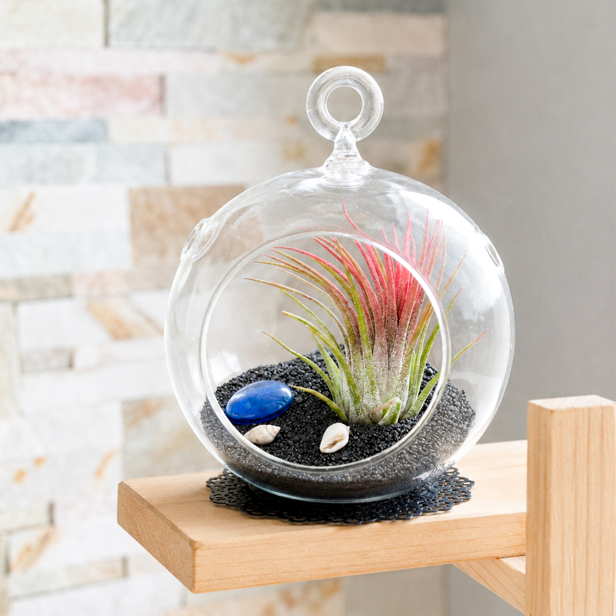 Air Plant Black Beach Terrarium Kit