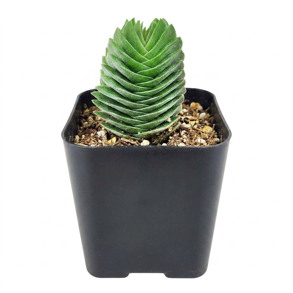 succulent buddha temple Crassula pyramidalis 'Buddha's Temple'