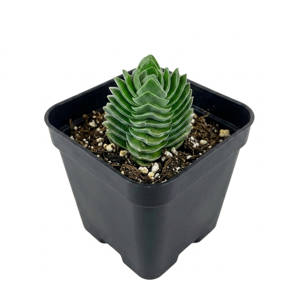 Buy a Crassula Buddha's temple 2-inch pot, a unique pagoda-shaped green succulent plant for gift decor ideas