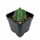 Crassula pyramidalis Buddha's Temple, succulents store in CA, succulent care, cactus, succulent care tips, succulent subscription, Rare succulents, Succulents, indoor succulents, Crassula Buddha’s Temple in California, How to grow Crassula Buddha’s Temple, crassula, crassula plant, crassula succulent, crassula types, crassula varieties, types of crassula, crassula species, crassulas, succulent crassula