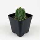 Crassula pyramidalis Buddha's Temple, succulents store in CA, succulent care, cactus, succulent care tips, succulent subscription, Rare succulents, Succulents, indoor succulents, Crassula Buddha’s Temple in California, How to grow Crassula Buddha’s Temple, crassula, crassula plant, crassula succulent, crassula types, crassula varieties, types of crassula, crassula species, crassulas, succulent crassula