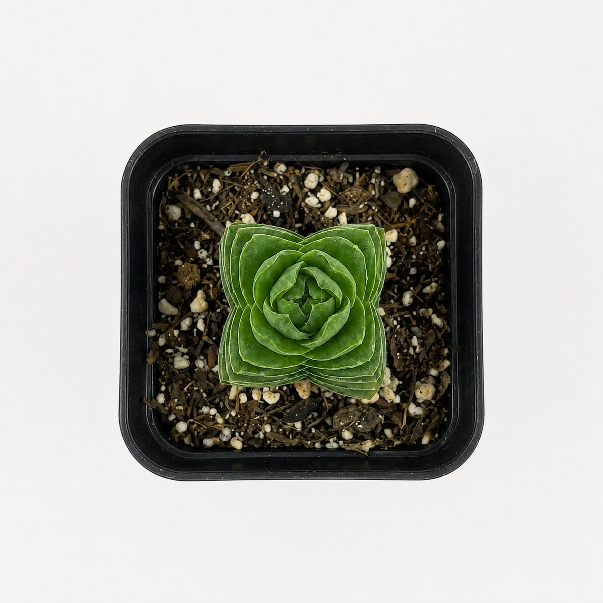 desk decor mini 2 inch succulent plant, crassula buddha's temple unique plant lover gift, affordable crassula buddha's temple nursery pot