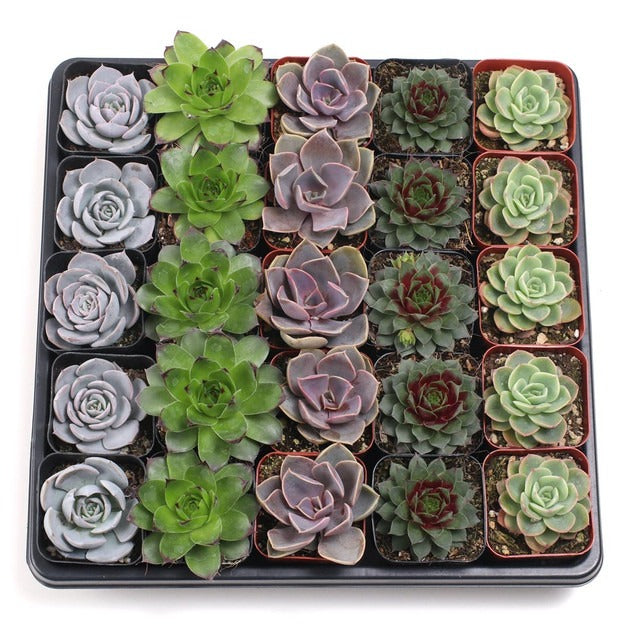 Rosette Succulent Bulk Pack